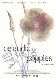 Icelandic Poppies