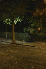 Canon: Urban Deer