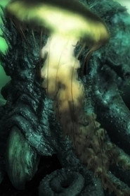 The Kraken