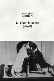 Les chats boxeurs