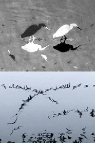 Animal Studies (Egret / Seagull Reflection / Midges / Spider / Swans in a Line)