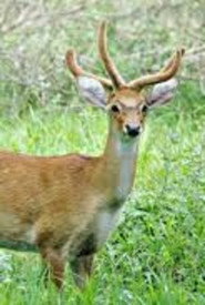 Sangai: The Dancing Deer of Manipur