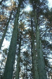 Keeping the Pinelands