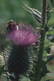 Thistledown