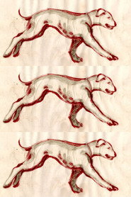 Metamorfoză