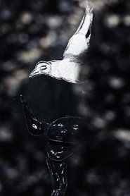Der lange Weg