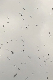 Mumurations
