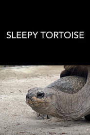Sleepy Tortoise