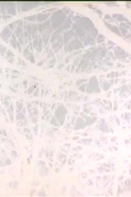 Leafless