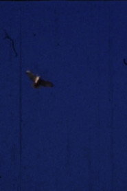 Flying Fish