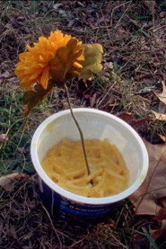 Macaroni Serenade