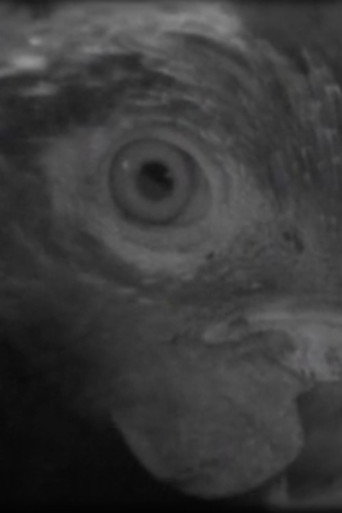 Fish Eye
