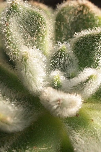Cactus Touch