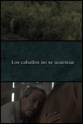 Horses Don’t Lie Down