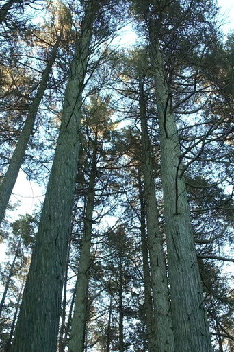 Keeping the Pinelands