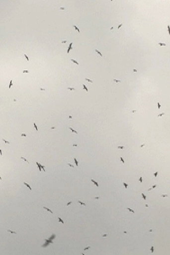 Mumurations