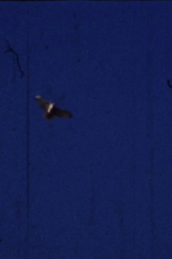 Flying Fish